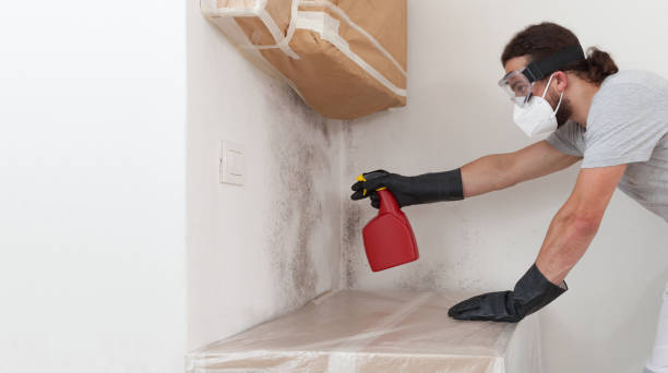 Professional Mold Removal technician working in Norfolk, MA