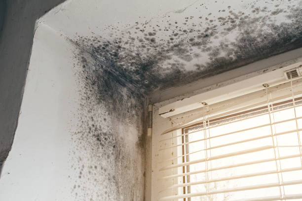 Trusted Crawl Space Mold Removal service in Norfolk, MA - Cheap Mold Removal