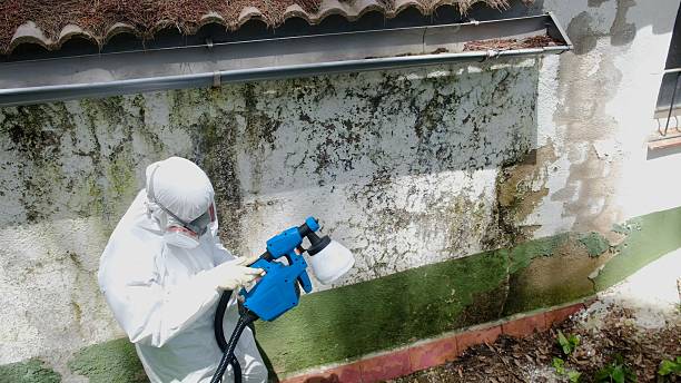 Trusted Mold Removal service in Norfolk, MA - Cheap Mold Removal